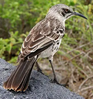 <p>Mockingbird species </p><p>Found on Espanola and Gardner-near-Espanola </p>