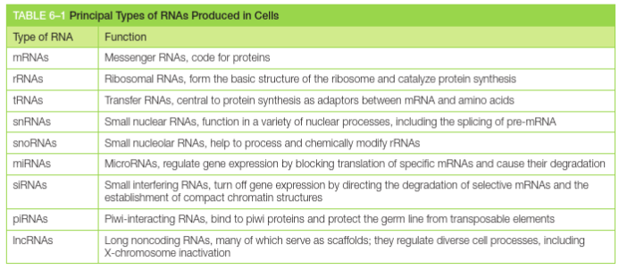 <p>From DNA to RNA </p><ul><li><p>RNA molecules are single stranded</p></li><li><p>Transcription produces RNA complementary to one strand of DNA</p></li><li><p>RNA polymerase enzymes carry out DNA transcription</p></li><li><p>Cells produce different categories of RNA molecules</p></li><li><p>Signals encoded in DNA tell RNA polymerase where to start and stop</p></li><li><p>Transcription start and stop signals have nucleotide sequences that are quite varied </p></li><li><p>Transcription initiation in Eukaryotes requires many proteins - Bacteria have a single type of polymerase, eukaryotic nuclei have 3.</p></li><li><p>RNA polymerase II requires a set of general transcription factors - bacterial RNA polymerase has single sigma factor, complex eukaryotes require multiple. RNA polymerase II has a ‘general’ cohort required at nearly all promotors. </p></li><li><p>RNA polymerase II requires activator mediator and chromatin modifying proteins</p></li><li><p></p></li></ul><p></p>