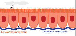 <p>The bottom membrane (squiggly lines) refer to the ________ surface</p>