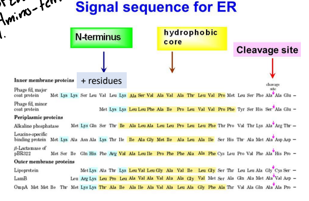 <p>Near the amino terminal but can be anywhere is the cell.</p>