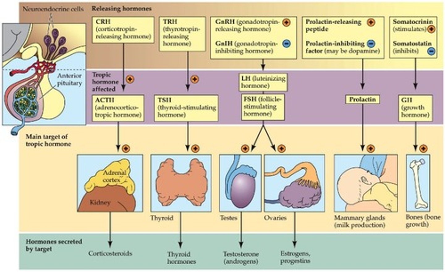 <p>Hormones that influence the secretion of hormones by other glands. Include the following hormones of the anterior pituitary: Thyroid-stimulating hormone (TSH), Adrenocorticotropic (ACTH), Follicle-stimulating hormone (FSH), Luteinizing hormone (LH)</p>