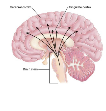 <p>• During sleep, the brain has a lot of random activity via brainstem activity that activates the sensory systems of the cortex</p><p>• Dreams reflect the brains efforts to make sense out of or find meaning in the neural activity that takes place during sleep</p>