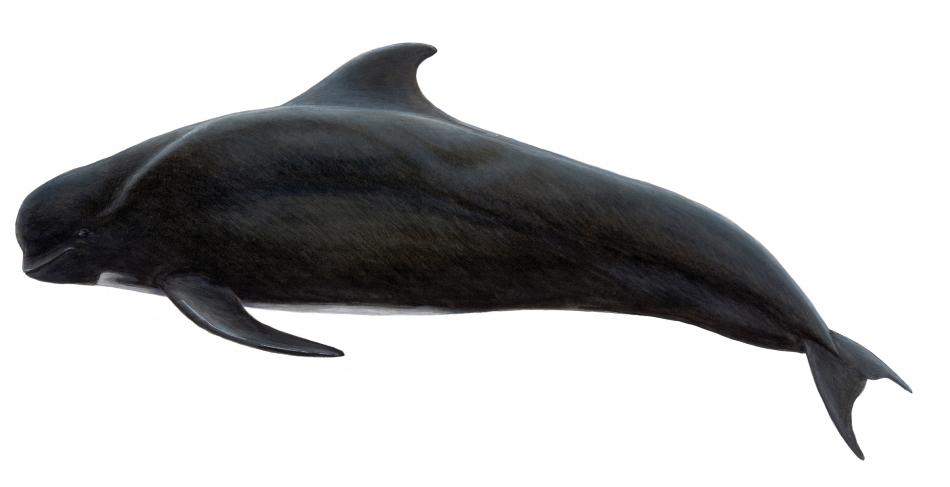 <p>Long pectoral fins, round head, black coloured with grey/white ventral.</p>