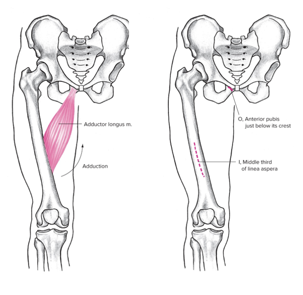 Medial

Origin: Pubis 

Insertion: Middle of linea aspera 

Action at hip: Adduction (thigh), flexion 
