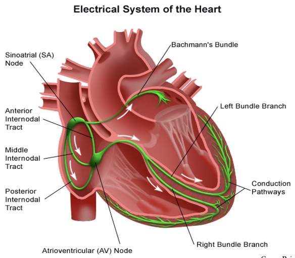 <ul><li><p>All cardiac cells have the potential to generate electrical impulses.</p></li><li><p class=""><strong>Ectopy</strong>: Stimuli generated outside of the normal conduction pathway.</p></li></ul><p></p>