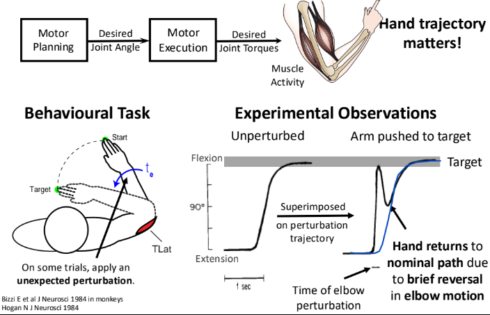 <p>Experimental observations</p>