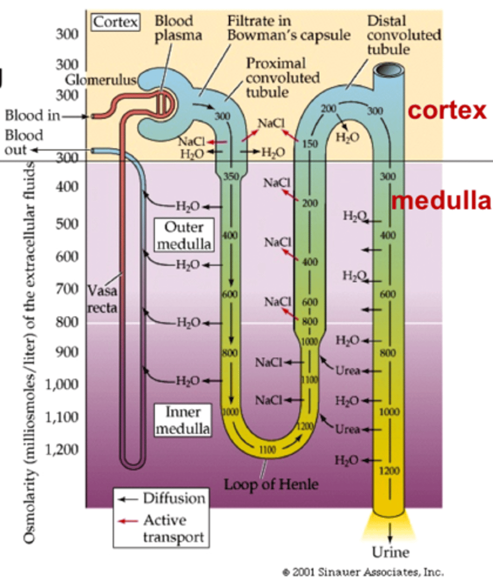 <p>The limb of the loop of Henle that carries fluid from the cortex towards the medulla of the kidney.</p><p>Permeable to water.</p>