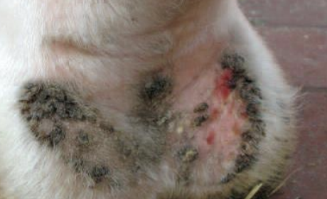 <p>What type of dermatitis is usually seen on the pastern, is due to photosensitization, is often in feathered horses, and can lead to cellulitis or lymphangitis? Staphylococcus or D. congolensis can cause it.</p>