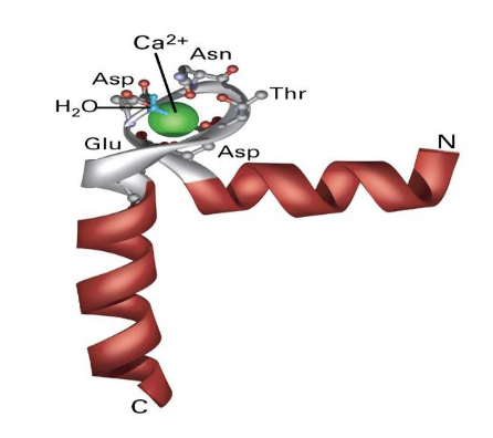 * two alpha-helices joined by a loop region
* loop region can bind Ca2+ (co-factor) via carboxyl side chains from Asp or Glu in the loop
  * protein structure and function depend on the co-factor