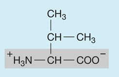 <p>hydrophobic (nonpolar)</p>