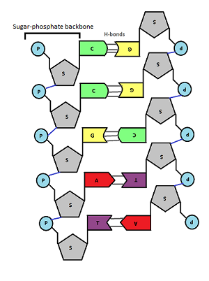 <p>chemical structures “complement” each other</p><ul><li><p>A w/ T → 2 Hydrogen bonds</p></li><li><p>g w/ C → 3 Hydrogen bonds</p></li></ul><p>a purine <strong>must</strong> pair w/ a pyrimidine - consistent width</p>