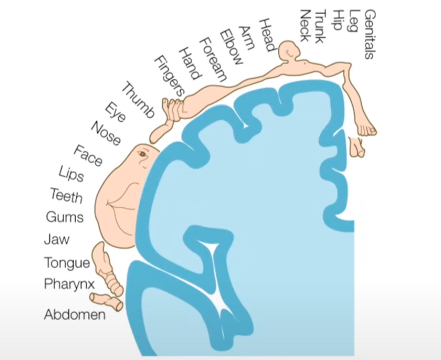 <ul><li><p>Is the initial receiving area for sensory info arriving from the skin senses</p></li></ul>