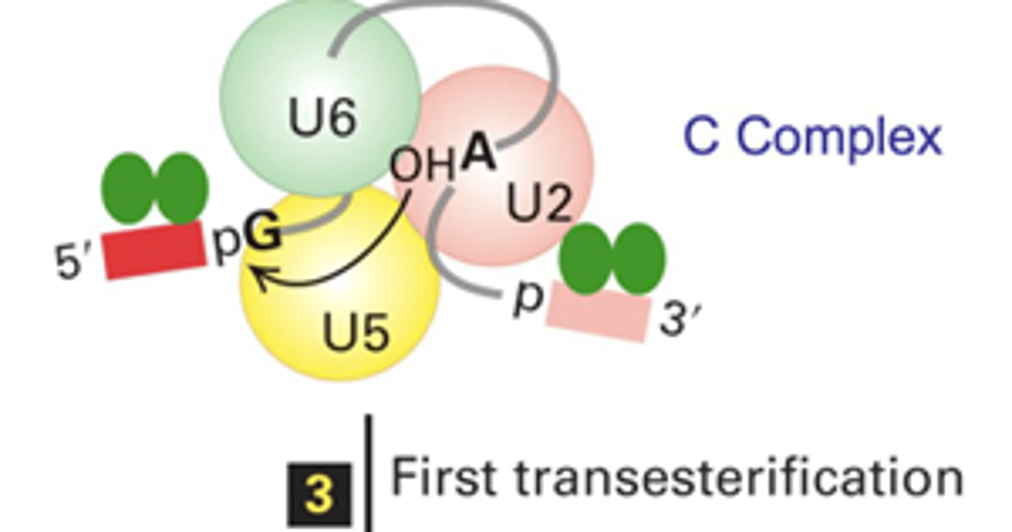 <p>The 2'-OH on the A from the branch site attacks the 3'-phosphodiester bond at the 5' splice site, essentially swapping the OH for the phosphate</p>