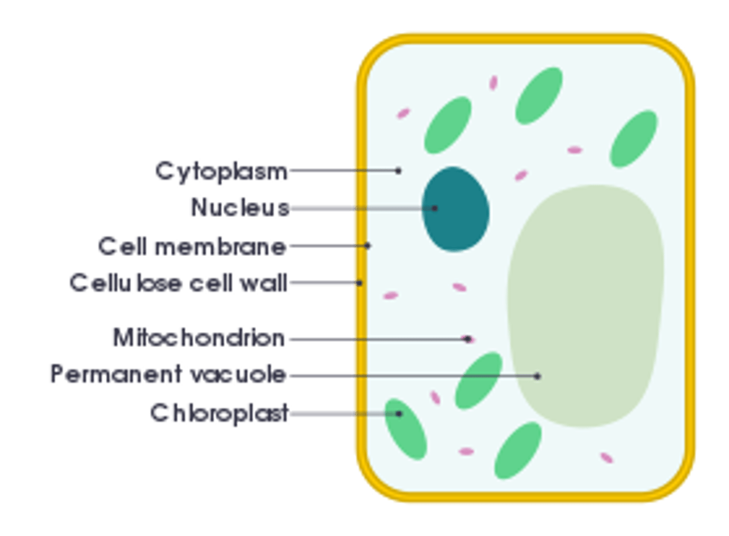 <p>Contains a cell wall, chloroplast and large vacuole</p>