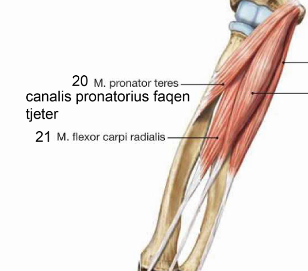 <p>m.pronator ka dy koka</p><p>ngjitja proksimale: caput humerale menjehere para crista supracondylaris medialis dhe epicondylus medialis humeri ndersa caput ulnare ne processus coronoideus ulnae</p><p>Ngjitja distale:Facies lateralis radii ne tubeorsitas pronatoria</p><p>inervimi : n.medianus</p><p>veprimi : pronator i parakrahut, aktiv gjate pronacionit te shpejte dhe te fuqishem</p><p>caput humerale e tij merr pjese edhe gjate fleksionit te parakrahut</p>