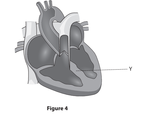 <p>Figure 4 shows the structure of a human heart. </p><p>Name the structure labelled Y on Figure 4. (1)</p>