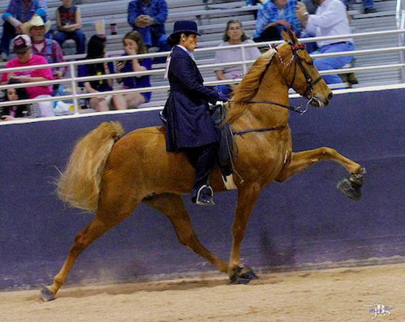 <p>What breed (pattern) is this horse?</p>