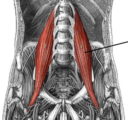 <p>Which muscle of the femur is:</p><ul><li><p>Medial to iliacus, forms an upside down V</p></li><li><p>Action: flex &amp; lateral rot hip</p></li><li><p>Nerve: lumbar plexus</p></li></ul><p></p>