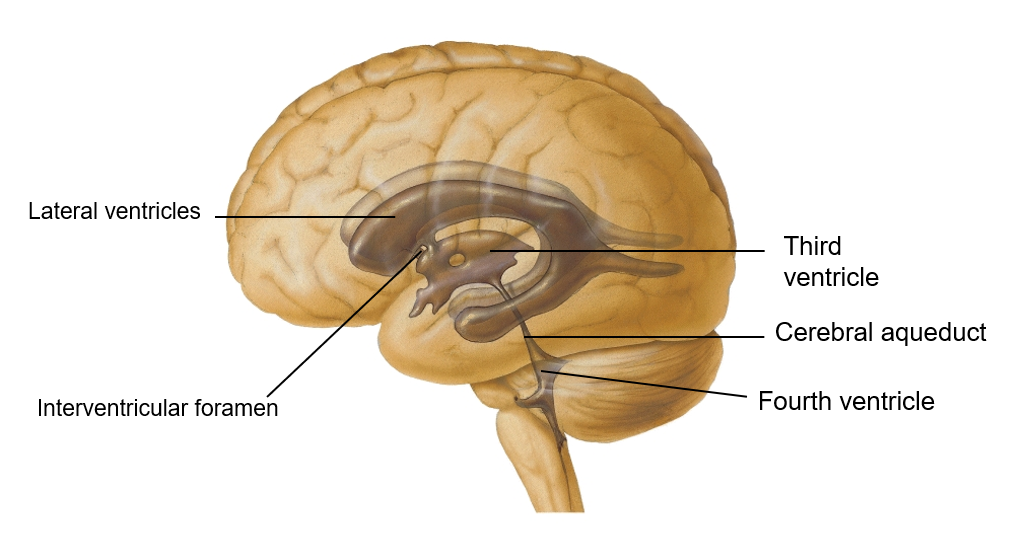 <p>ependymal </p>