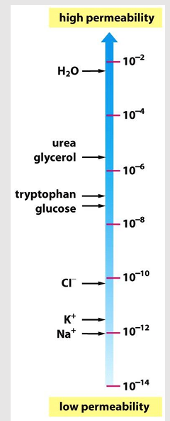 <ul><li><p>aka: filtration</p></li><li><p>the rate of flow of a liquid or gas through a porous material </p></li></ul><p></p>