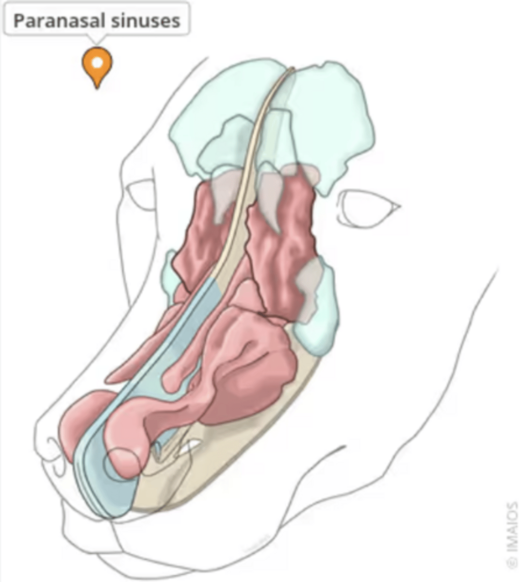 <p>___________________: Air filled cavities in the facial bones</p>