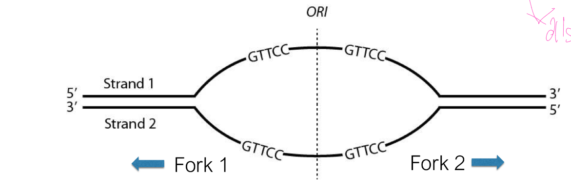 <p>At Fork 1, which template strand (1 or 2) is copied in a continuous manner?</p>