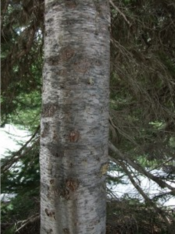 term image