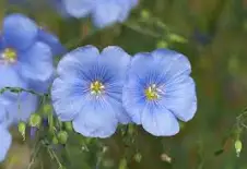 <p>linum usitatissimum</p>