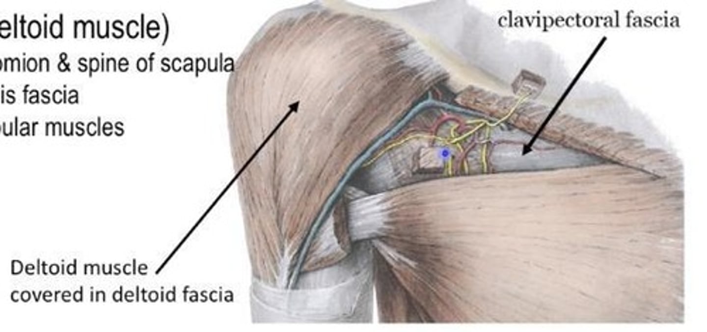 <p>Formed by the combination of axillary fascia and clavipectoral fascia.</p>