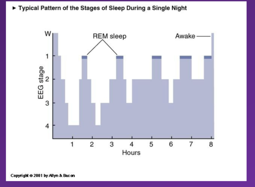 <p class="MsoNormal">Then &nbsp;Alternate between REM sleep and slow wave sleep occur continuously after REM sleep has been experienced</p><p class="MsoNormal">Chracterised by</p><p class="MsoNormal">90minute cycle between REM sleep and slow wave sleep</p><p class="MsoNormal">As the night progresses the individual will experience a higher proportion of REM sleep and slower proportion of slow wave sleep</p><p class="MsoNormal">This explains why we are more likely to wake up during a dream – due to the increased frequency of REM sleep phases it increases the likelyhoodo f waking up during a dream</p>