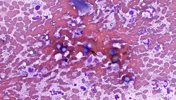 <p>dogs and humans&nbsp;</p>