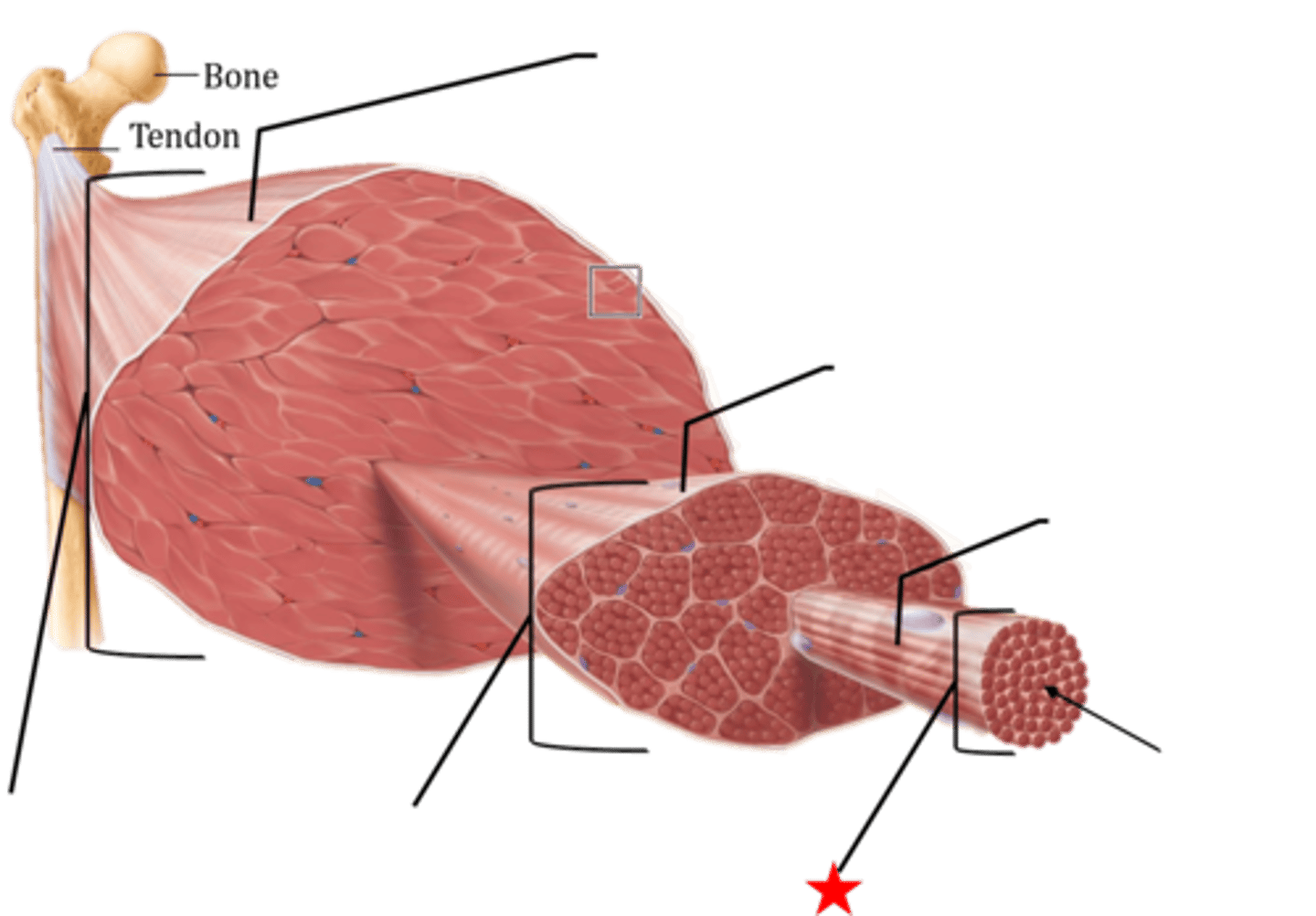 <p>bundle of myofibrils</p>