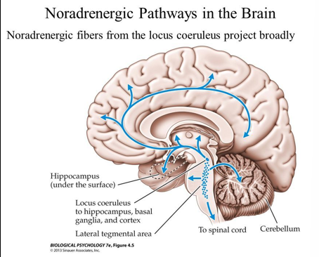 <ul><li><p>Role of locus coeruleus (LC) in arousal and attention and aversive memory</p></li><li><p>LC innervation of brain areas important for anxiety (amygdala, hippocampus)</p></li><li><p>LC stimulation evokes anxiety</p></li><li><p>Fearful situations increase LC firing and NA release</p></li><li><p>Strong link with hypothalamic- pituitary-adrenal (HPA) axis and autonomic centres (sympathetic system)</p></li><li><p>Stress is known to induce noradrenaline release in several brain regions associated to emotion and autonomic control</p></li><li><p>Extreme anxiety caused by drug of addiction associated with overactivation noradrenaline neurons during withdrawal</p></li></ul><p></p>