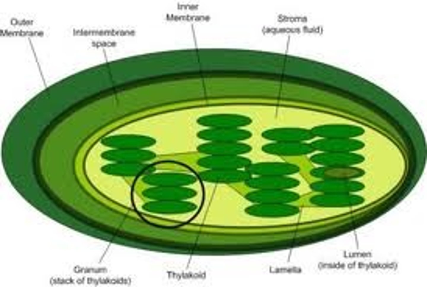 <p>A thylakoid is a membrane-bound compartment inside chloroplasts and cyanobacteria. They are the site of the light-dependent reactions of photosynthesis. Thylakoids consist of a thylakoid membrane surrounding a thylakoid lumen. Chloroplast thylakoids frequently form stacks of disks referred to as grana (singular: granum). Grana are connected by intergrana or stroma thylakoids, which join granum stacks together as a single functional compartment.</p>
