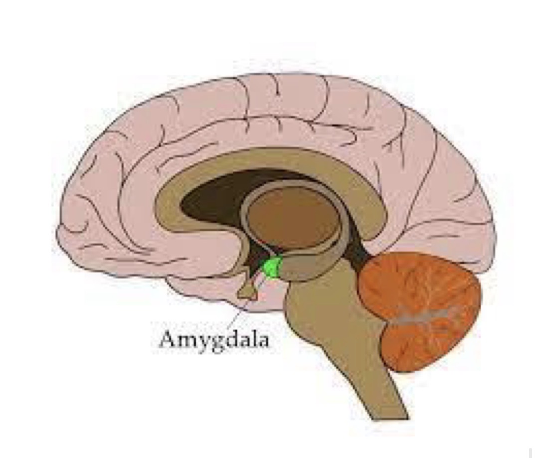 <p>what is this area and what does this area do for sex?</p>