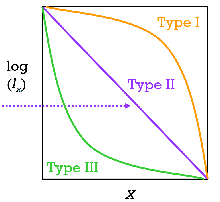 <p>Type 1: Low early mortality, high late mortality (ex. humans)</p><p>Type 2: Constant mortality at all ages (die spontaneously)</p><p>Type 3: High early mortality, low late mortality (ex. turtles)</p><p></p><p></p>