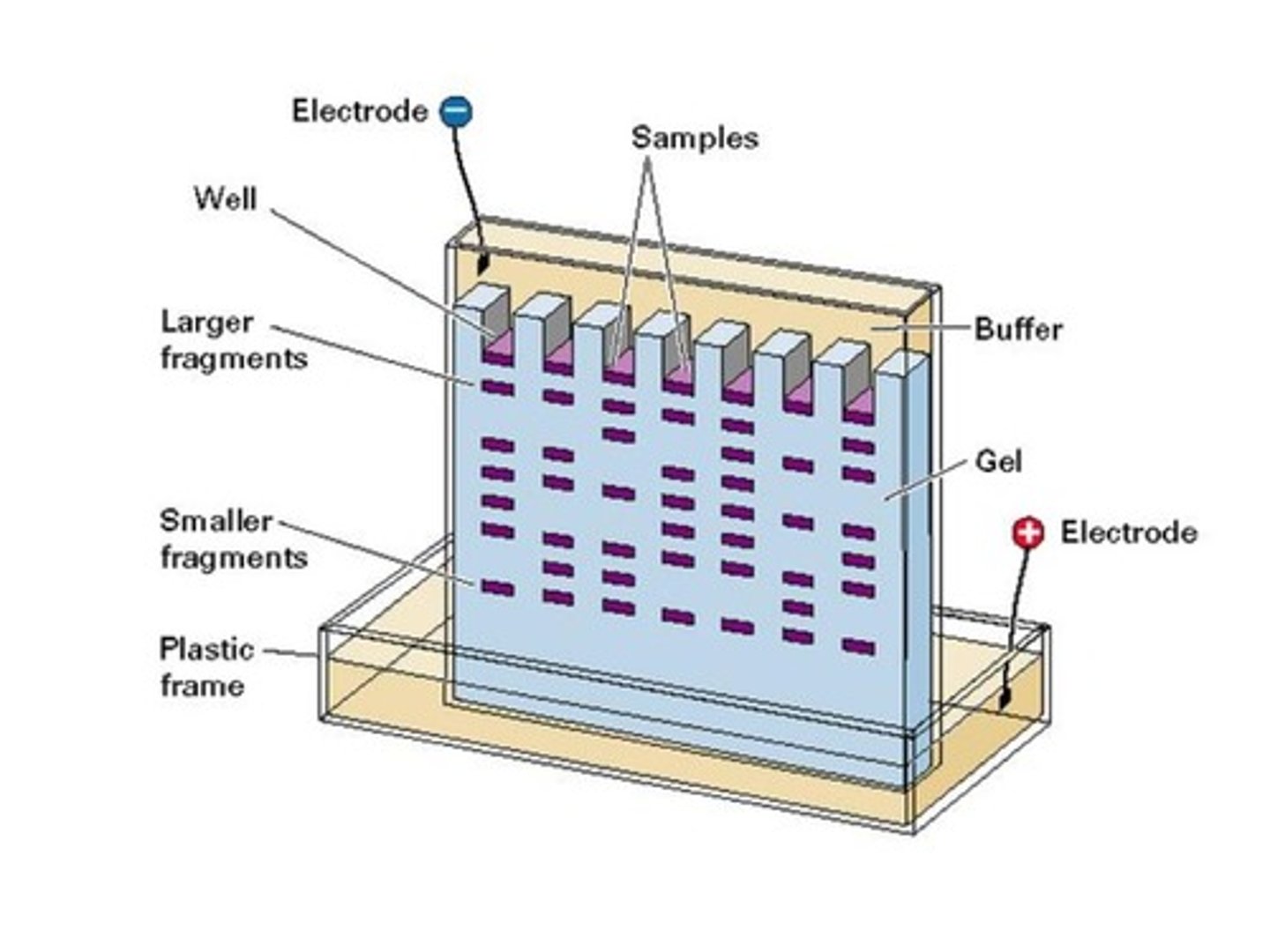 <p>False. Small fragments travel farther in DNA Gel Electrophoresis because small fragments experience less resistance as they are traveling through the gel. Large and small fragments have the same mass to charge ratio; therefore, charge is an inconsequential factor.</p>
