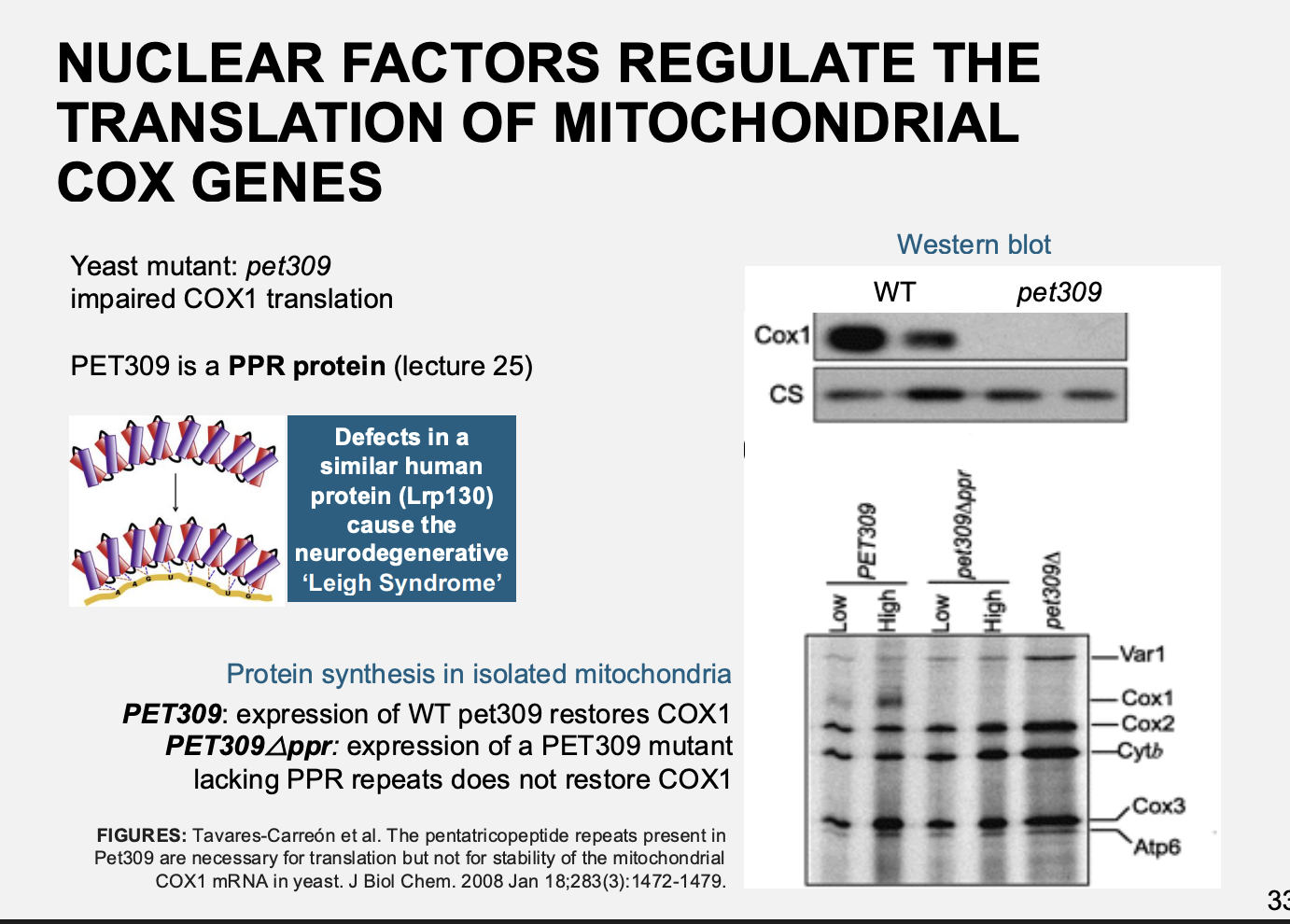 <p>Procedure:</p><ul><li><p>screen of yeast nuclear respiratory deficient mutants</p></li></ul><p>result:</p><ul><li><p>>20 additional genes identified that are trans-acting factors needed for COX assembly</p></li></ul><p></p>