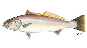 <p>What shape is the 1st dorsal fin</p>