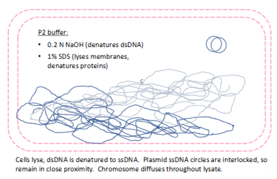 <ul><li><p>cells lyse</p></li><li><p>dsDNA is denatured to ssDNA</p></li><li><p>plasmid ssDNA circles are interlocked, so they remain in close proximity</p></li><li><p>chromosome diffuses throughout lysate</p></li></ul><p></p>