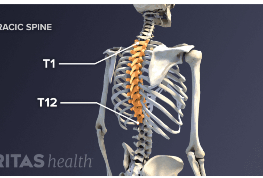 <p>Thoracic vertebrae </p>