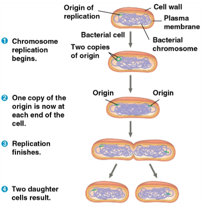 <p>Binary fission</p>