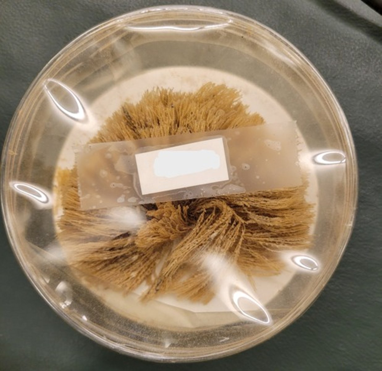 <p>Identify taxonomy</p>