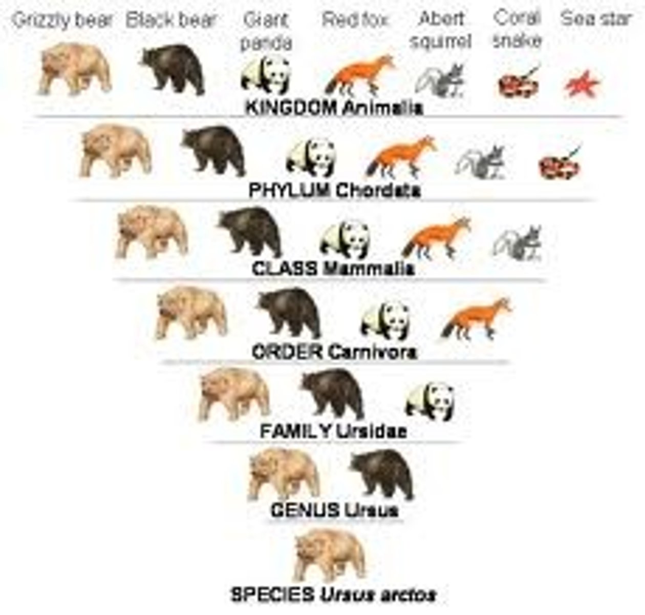 <p>A classification system that organizes species into ordered (hierarchical ranks), species, genus, family, order, class, phylum, and kingdom.</p>