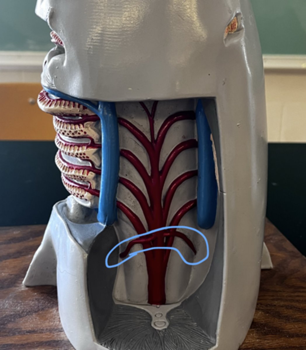 <p>what is this?</p>