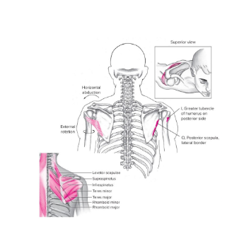 <ul><li><p><strong><u><span style="font-family: Arial, sans-serif">Origin</span></u></strong><span style="font-family: Arial, sans-serif">: POSTERIOR scapula (lateral border)</span></p></li><li><p><strong><u><span style="font-family: Arial, sans-serif">Insertion</span></u></strong><span style="font-family: Arial, sans-serif">: greater tubercle of humerus (posterior)</span></p></li><li><p><strong><u><span style="font-family: Arial, sans-serif">Action(s)</span></u></strong><span style="font-family: Arial, sans-serif">:&nbsp;</span></p><ul><li><p><span style="font-family: Arial, sans-serif">extension,&nbsp;</span></p></li><li><p><span style="font-family: Arial, sans-serif">external rotation,&nbsp;</span></p></li><li><p><span style="font-family: Arial, sans-serif">horizontal ABduction</span></p></li></ul></li><li><p><strong><u><span style="font-family: Arial, sans-serif">Antagonist</span></u></strong><span style="font-family: Arial, sans-serif">: STLsD</span></p><ul><li><p><span style="font-family: Arial, sans-serif">serratus anterior,</span></p></li><li><p><span style="font-family: Arial, sans-serif">trapezius,&nbsp;</span></p></li><li><p><span style="font-family: Arial, sans-serif">deltoid,&nbsp;</span></p></li><li><p><span style="font-family: Arial, sans-serif">&nbsp;levator scapulae*</span></p></li></ul></li></ul>