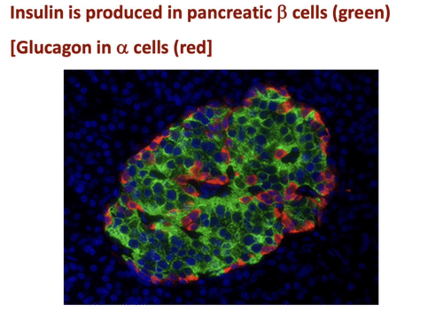<p>Alpha cells</p>