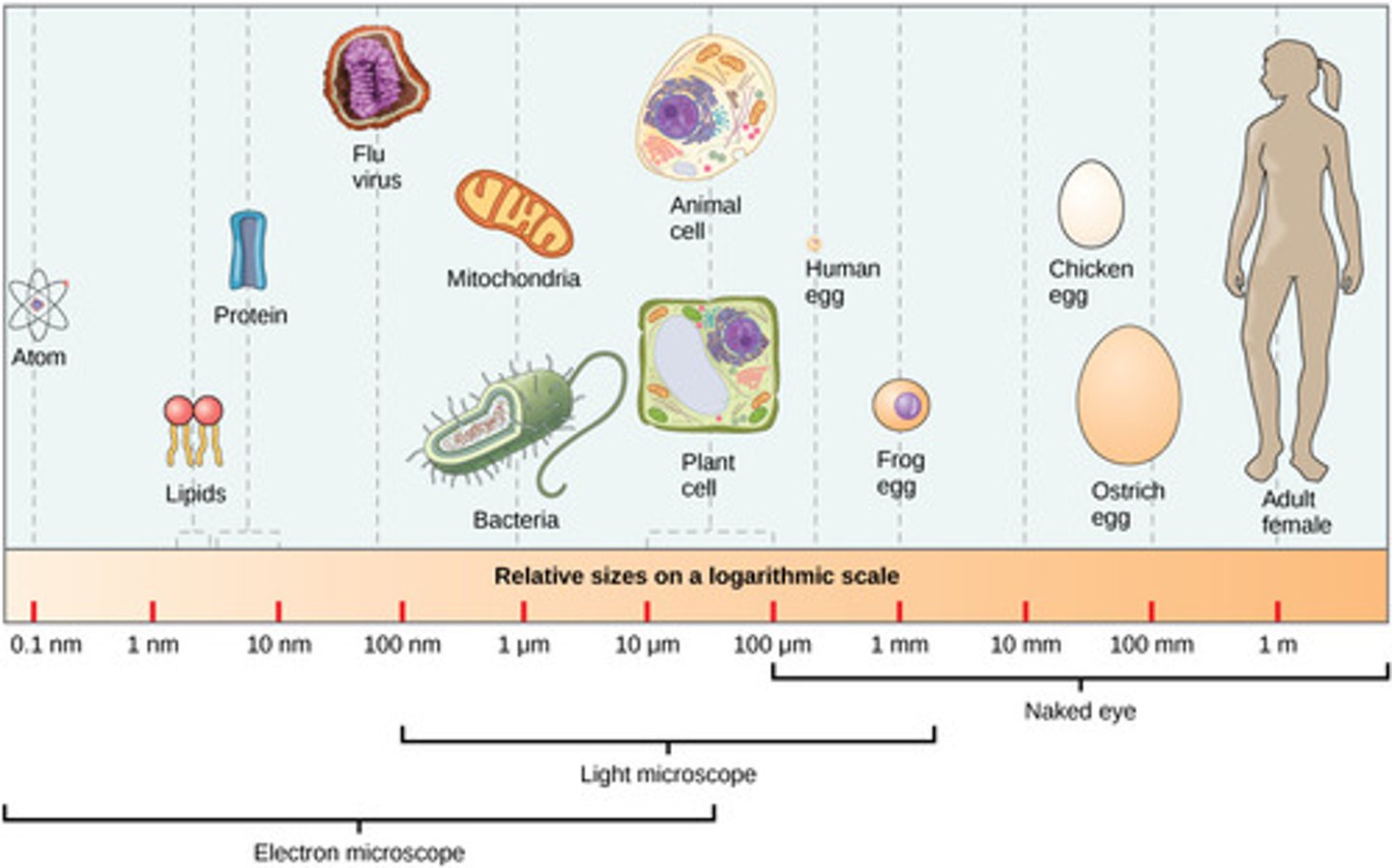 <p>(B) II &lt; III &lt; I</p><p>In order from smallest to largest: Virus (100x smaller than bacteria) &lt; Prokaryotic Cell (several times smaller than Eukaryotic Cell) &lt; Eukaryotic Cell</p>
