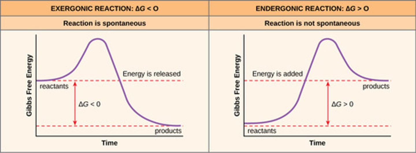 <p>Endergonic reactions: consume free energy</p><p>- pos. delta G</p><p>- anabolism (condensation)</p><p>- must be coupled to an exergonic reaction to overcome the energy barrier</p><p>- less favorable, nonspontaneous</p><p>Exergonic reactions: release free energy</p><p>- neg. delta G</p><p>- catabolism (hydrolysis)</p><p>- more favorable, spontaneous</p>