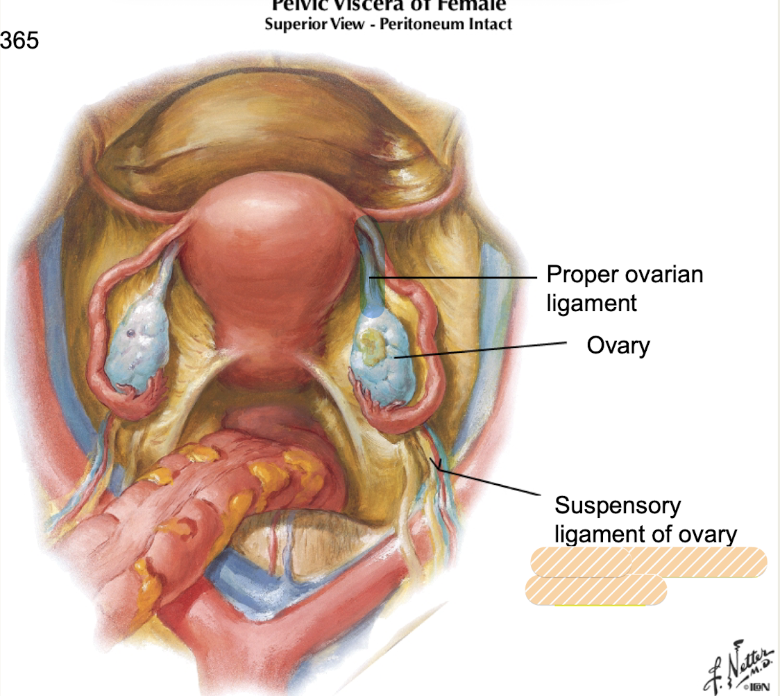 <p>What blood vessels are contained within the <strong>suspensory ligament of ovary?</strong></p>